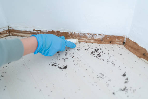 Best Pest Control Treatment  in Mason Neck, VA