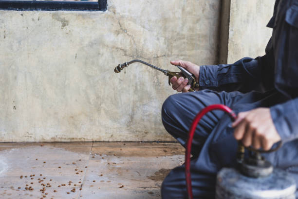 Best Termite Control Services  in Mason Neck, VA